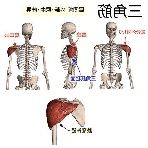 人中部 部位